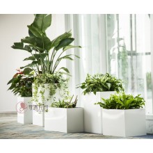 專注室內(nèi)綠植服務(wù)8年，綠植租賃，免費養(yǎng)護，一站式商務(wù)空間